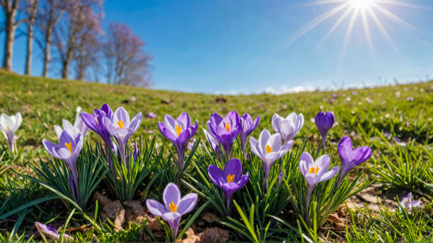 malerische frühlingslandschaft mit blauem himmel mit sonnenlicht und frühlingsblumen krokusblüten auf gras. - frühling stock-fotos und bilder